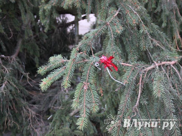 Необычное украшение сняли с главной ёлки Великих Лук