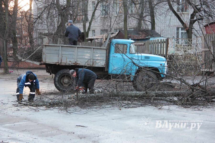 В Великих Луках дерево упало на проезжую часть 