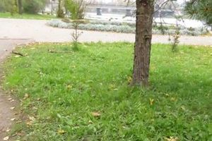 Ну, за что вас, собачники, любить... (фото)