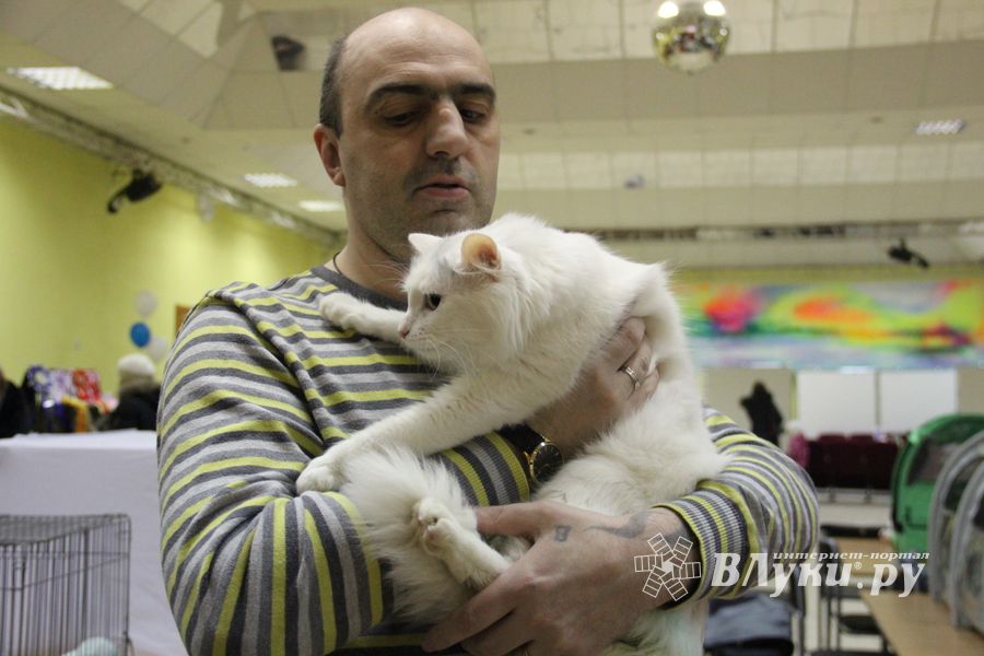 В Великих Луках прошла выставка кошек (фото)