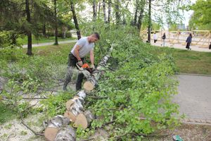 На площади Калинина убирают лишние деревья (ФОТО)