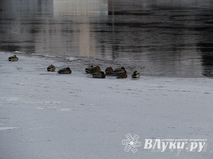 Зима. Начало