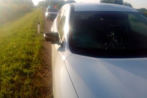 ДТП под Куньей – лось выскочил на машину (ФОТО)