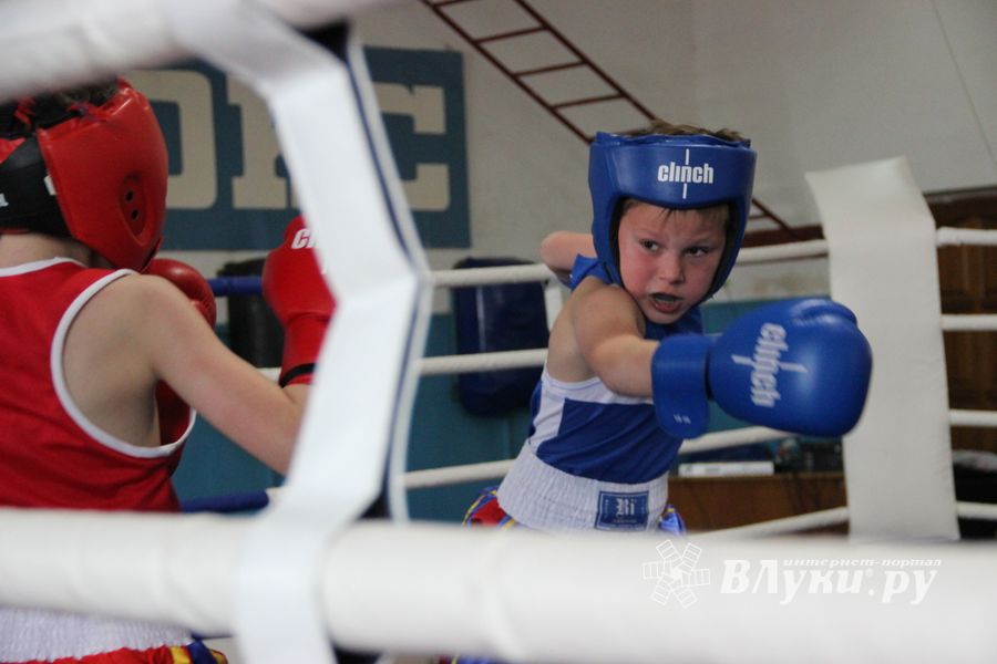 Юные великолучане выявили сильнейших боксёров (ФОТО)