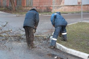 В Великих Луках дерево упало на проезжую часть 