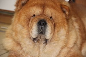 Всероссийская выставка собак в Великих Луках (фото)