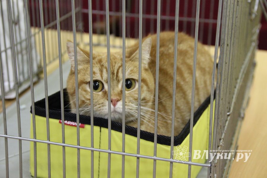 В Великих Луках прошла выставка кошек (фото)