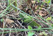 Прогноз погоды на 23 июля в Великих Луках