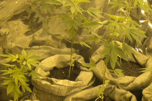 В Псковской области полиция накрыла нарколабораторию (фото)