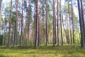 ©ВЛуки.ру