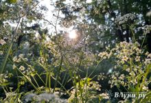 Прогноз погоды на 6 июня в Великих Луках