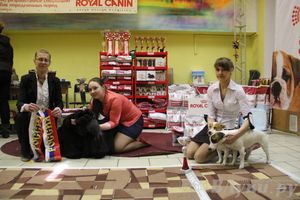 Всероссийская выставка собак «Великие Луки — 2014»