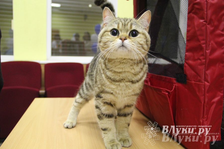 В Великих Луках прошла выставка кошек (фото)