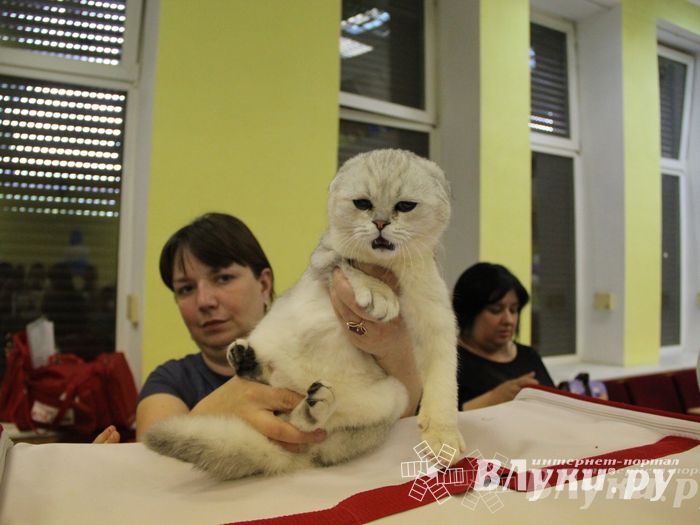 В Великих Луках прошла выставка кошек (фото)