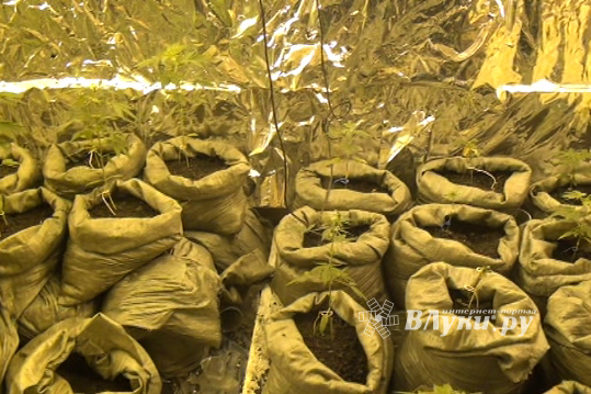 В Псковской области полиция накрыла нарколабораторию (фото)