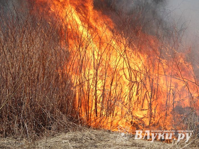 Великолукский район полыхает (ФОТО; ВИДЕО)
