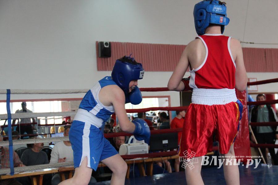 В Великих Луках прошло Первенство города по боксу (ФОТО)