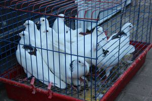 В Великих Луках прошел «День защиты детей» (ФОТО)