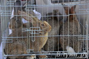 Традиционная весенняя ярмарка прошла в Великих Луках