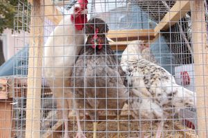 Ярмарка «Осень-2017» (ФОТО)