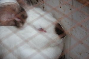 В Великих Луках проходит Весенняя ярмарка (ФОТО)