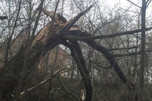 Жутковатое дерево близ острова Дятлинка