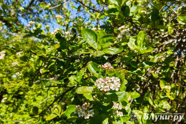 Синоптики рассказали о погоде на Северо - Западе