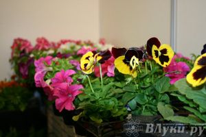 Состоялось открытие выставки «ПсковЭКСПО — 2014» (ФОТО)