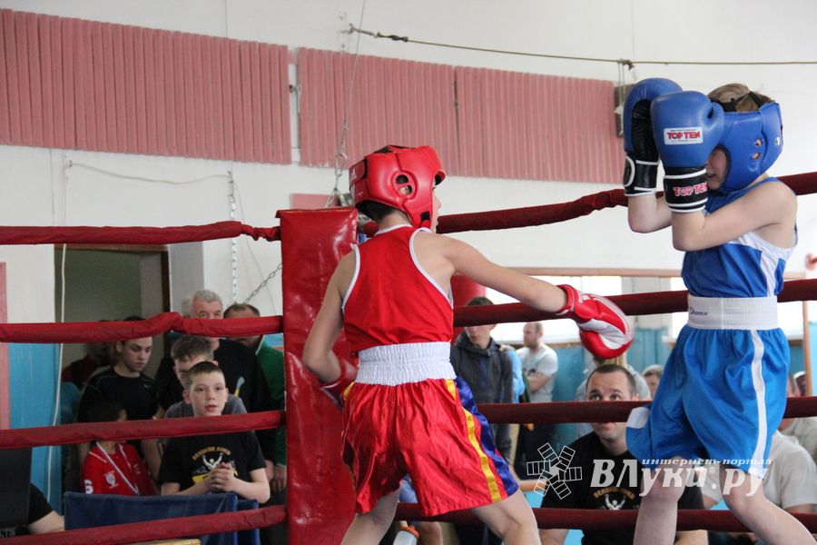 В Великих Луках прошло Первенство города по боксу (ФОТО)