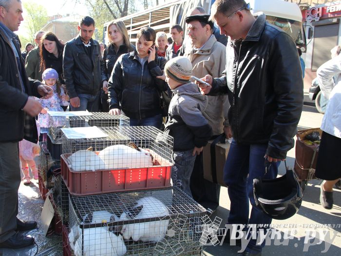 Традиционная весенняя ярмарка прошла в Великих Луках