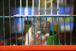 «Zooбастики»: подарите праздник своим любимцам! (ФОТО+ВИДЕО)