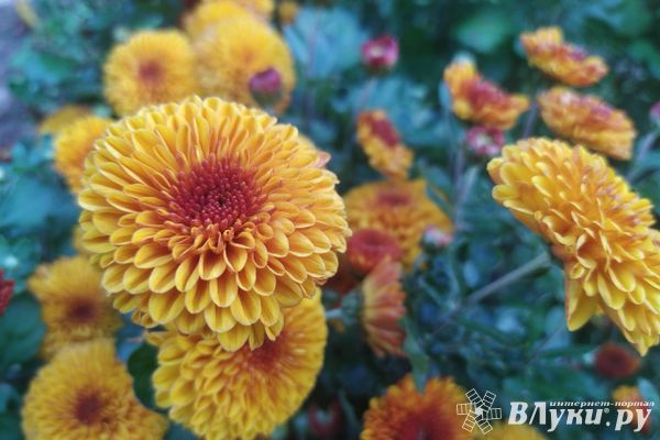 Прогноз погоды на 20 сентября в Великих Луках