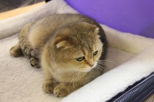 В Великих Луках прошла выставка кошек (фото)