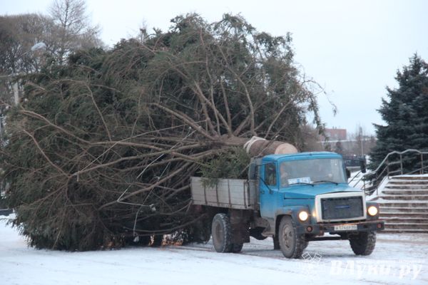В Великие Луки приехала главная новогодняя ель (ФОТО)