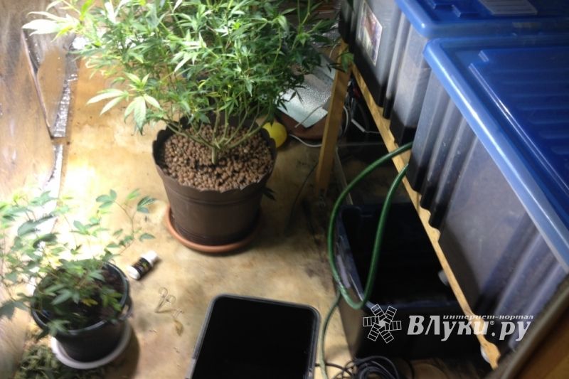 В Псковской области полиция обнаружила подпольную нарколабораторию (ФОТО)