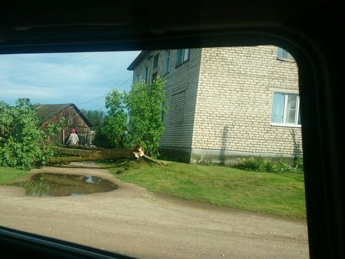 Ураган в Псковской области валил деревья и срывал крыши (ФОТО)