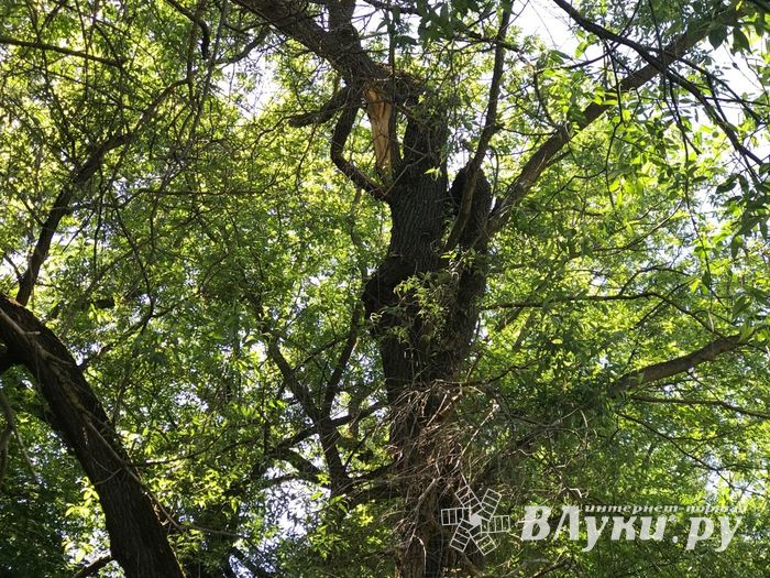 Опасный тротуар на проспекте Гагарина (ФОТО)