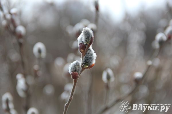 Первая половина марта в Псковской области  будет дождливой