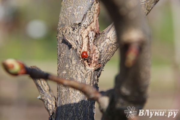 Апрельская погода придёт раньше апреля