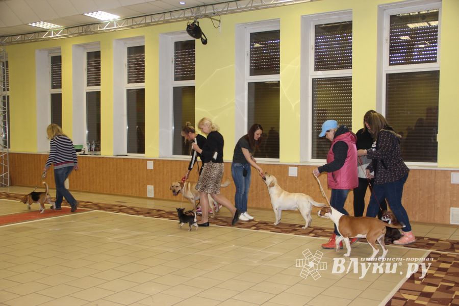 Всероссийская выставка собак в Великих Луках (фото)