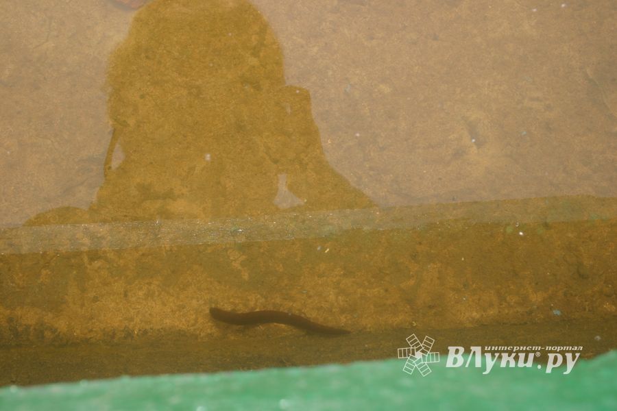 В фонтанах Великих Лук пиявки