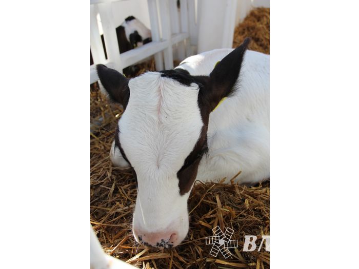 Торговая ярмарка «Осень-2016» прошла в Великих Луках (ФОТО)