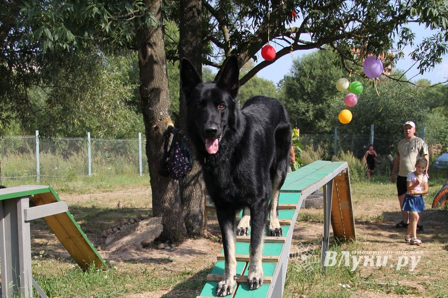 День открытых дверей на спортивно-дрессировочной площадке