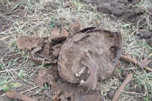 Поисковики подняли 15 солдат РККА в Локнянском районе (ФОТО)