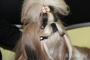 Всероссийская выставка собак в Великих Луках (фото)