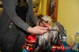 Всероссийская выставка собак в Великих Луках (фото)