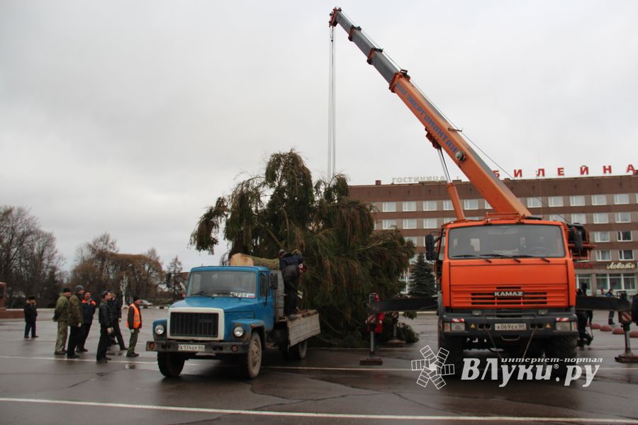 Сегодня в Великие Луки привезли главную новогоднюю ёлку (фото)