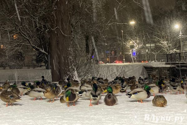 На Северо-Западе ожидается ветреная и ненастная погода