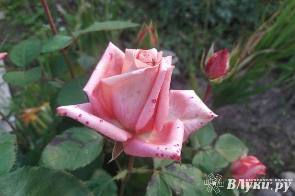 На Северо-Западе погода будет контрастной