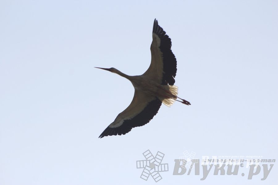 IV Фестиваль авиамодельного спорта России в классе радиоуправляемых моделей